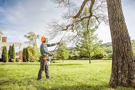 Best Commercial Tree Services  in Rockledge, PA