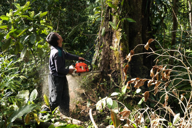 Best Tree Preservation Services  in Rockledge, PA