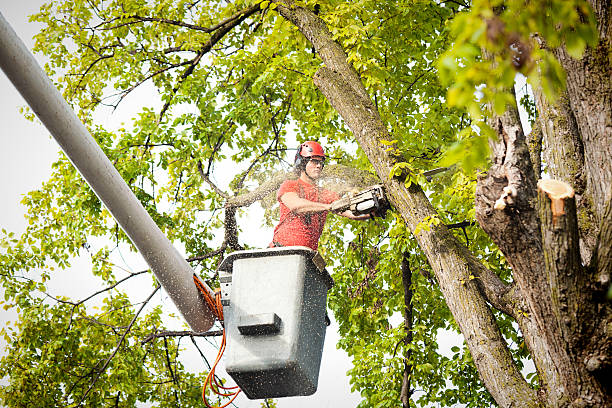 Best Arborist Consultation Services  in Rockledge, PA